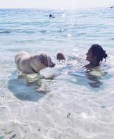 dogs, swimming, cebu