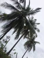palmtrees, nature