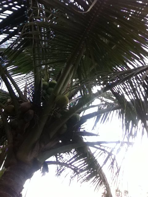 cocnut tree