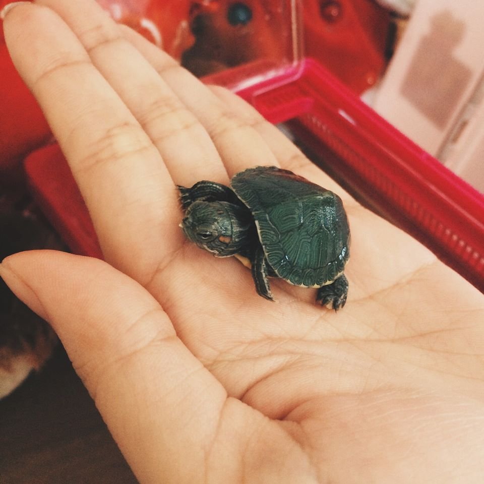 cutie patotie baby turtle