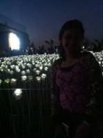 10, 000 roses, white roses
