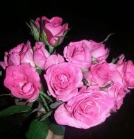 pink flowers for you