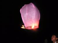 lantern, pink