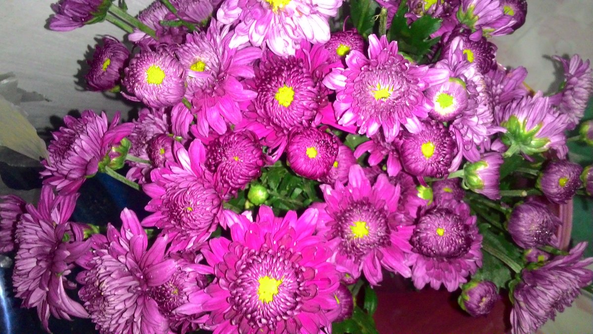 violet flowers nice