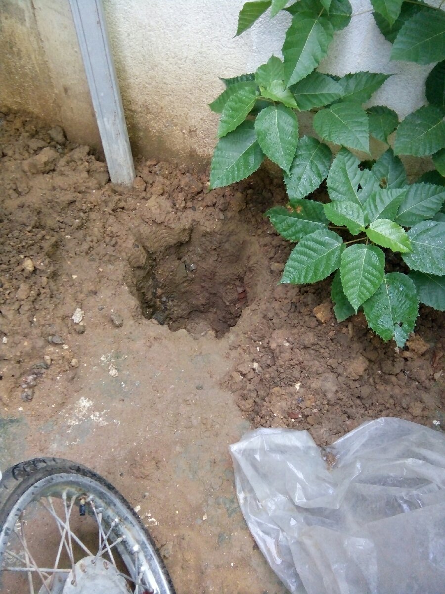 Hole for cats burial
