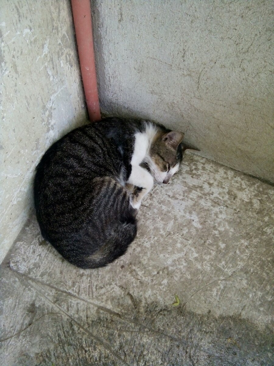 Sleeping cat