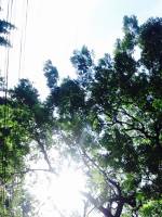 Sunlight, tree