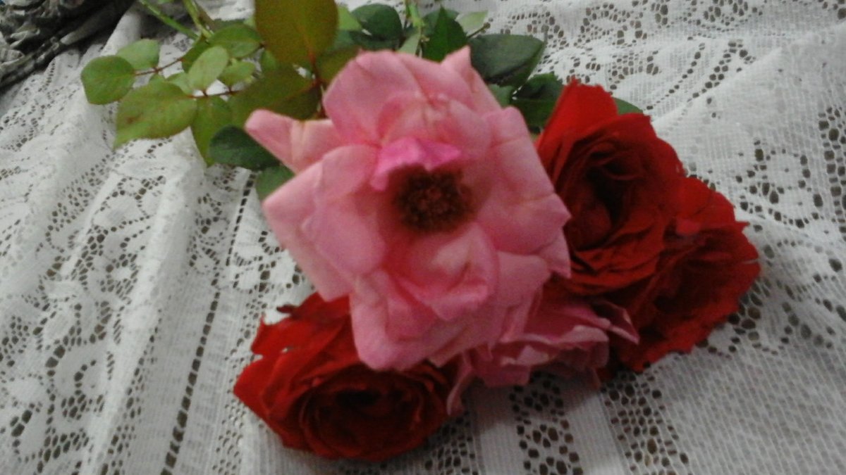 Roses, pink, red