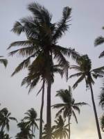 sea side beautiful coconut trees