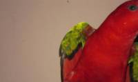 red yello parrot