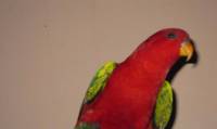 red yello parrot
