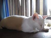 cutie cat meow white