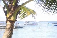 sea side beautiful coconut trees