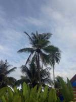 coconut, trees, love, nature, sea, view, like, this