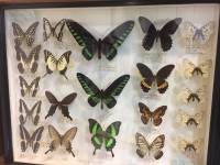 different type kinds sizes of butterflies