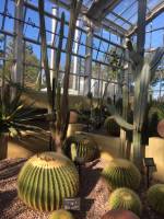 variety of cactus