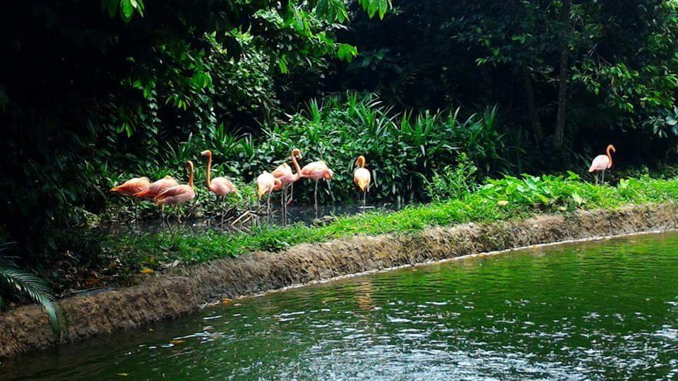 Flamingoes Polar Bear #SingaporeZoo #Landscape
