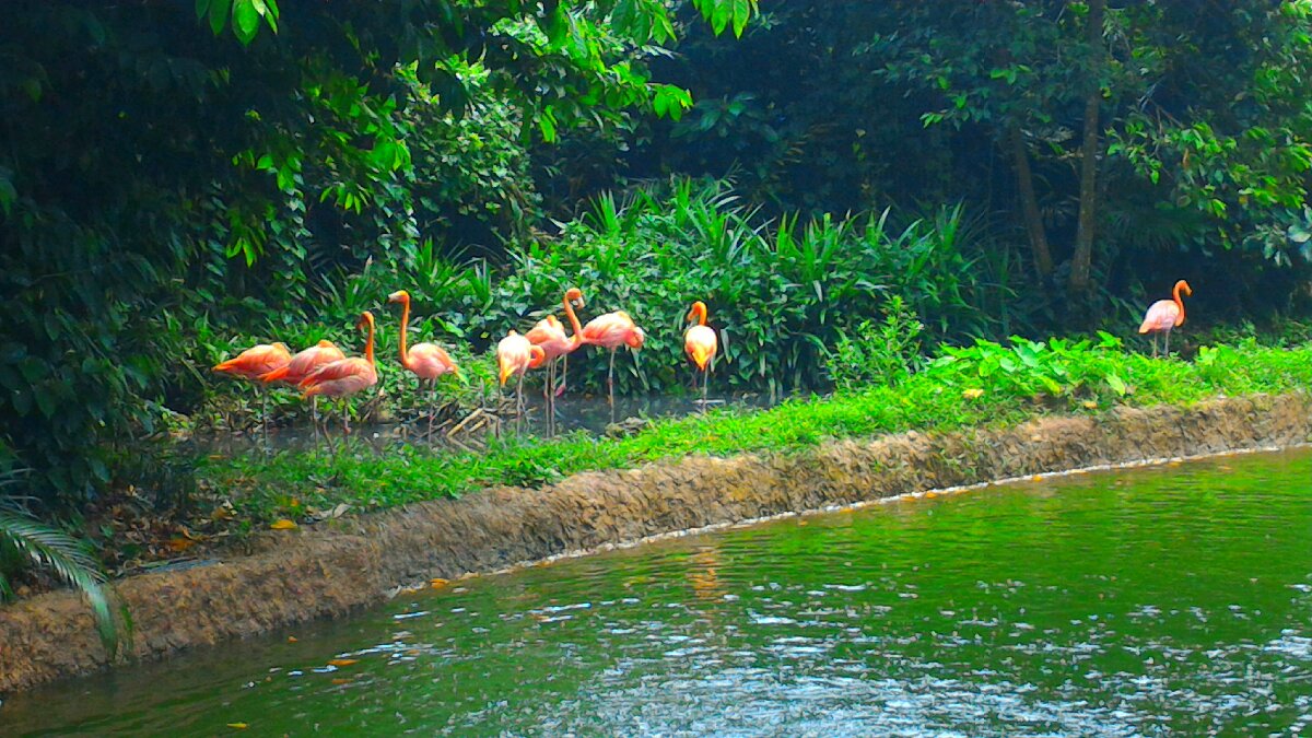 flamingoes #SingaporeZoo