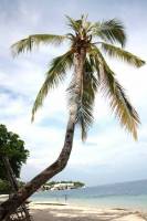 Coconut Trees #siargao