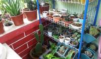 my friends collection #cactus #cacti