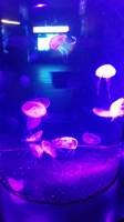 glow in the dark jelly fish #SingaporeAquarium