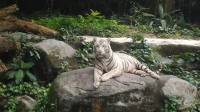 Omar the White Tiger at Singapore Zoo