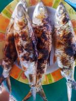 #grilledfish