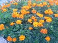 Flourescent Orange Quilled Flower