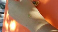 New Pet on my right hand insect