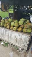 Coconut Trees #siargao