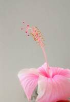 #gumamela #flower #pink