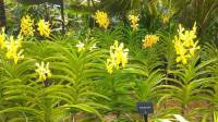 orchids #botanicalGarden #Singapore #landscape