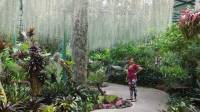 orchids #botanicalGarden #Singapore #landscape