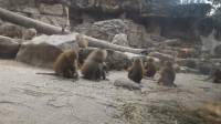 Baboons Family