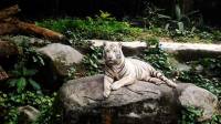 Omar the White Tiger at Singapore Zoo