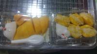 Sandwich ft Mango Shake #Baon #Food #Bread