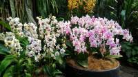 National Orchid Singapore
