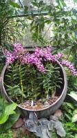 National Orchid Singapore