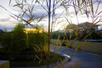 #bamboo trees, #nature