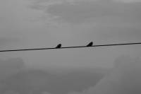 #birds, # blackandwhite, #amateur, # photography