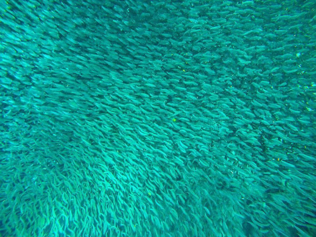 Dive with the sardines
