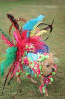 Dress up game for a dogshow