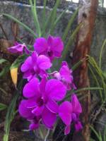 Purple orchids, Beauty of nature