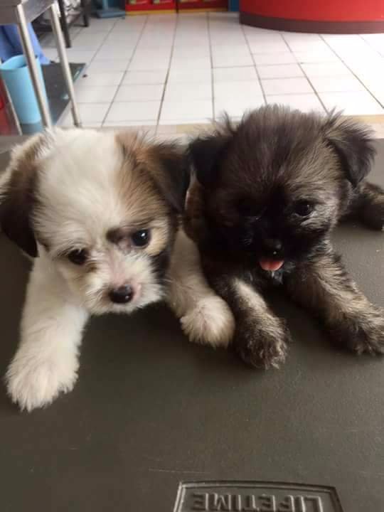 Cutie patotie hershey and lance