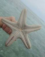 patrick the starfish