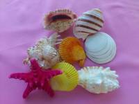 matt shells