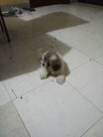 Tiny the puppy