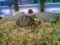 snapping turtle, cute, star turtle