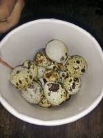 all done, hard boiled, quails eggs