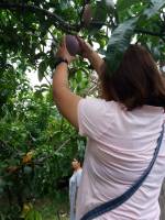 Mango picking